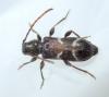 Poecilium alni